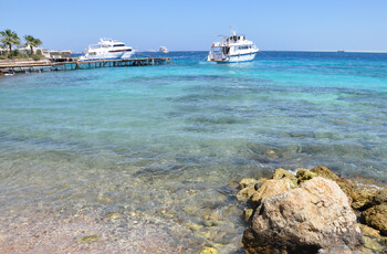 В Египте из напавшей на россиянина акулы сделают мумию