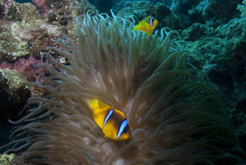 В Египте установят спутниковые датчики слежения за акулами