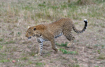 День леопарда отмечают на «Розе Хутор» в Сочи