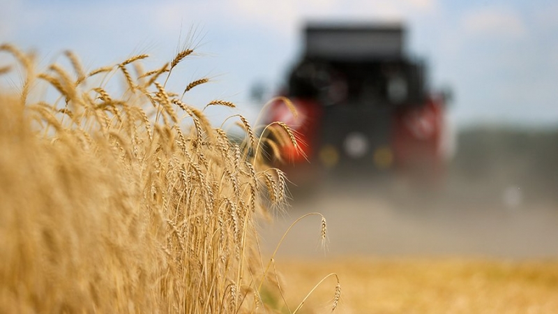 Эксперт оценил возможный переход на оплату в нацвалюте экспорта агропродукции РФ
