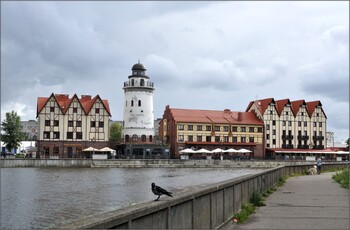 Ещё три авиакомпании запустят дополнительные рейсы между Москвой и Калининградом