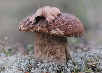 Названы самые популярные у грибников места в России