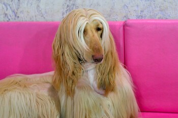 Отели на «Розе Хутор» начали принимать гостей с домашними животными