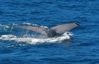 Редчайшее морское млекопитающее объявлено вымирающим