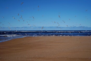 В двигатель самолёта «России» в аэропорту Мурманска попала птица 