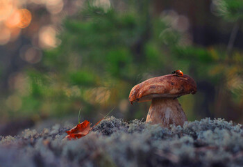 Фестиваль «В Рязани — грибы с глазами» пройдёт в Рязанской области