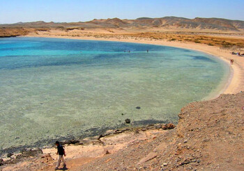 На египетском курорте вновь заметили акулу