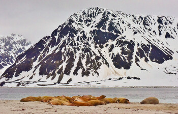 Норвегия опровергает запуск чартеров для туристов на Шпицберген