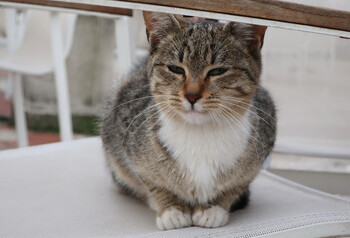 В Сингапуре запускают круизы для кошек