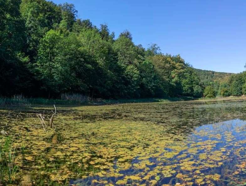 В Татарстане за 1,5 млн расчистят русло реки Шурнячки