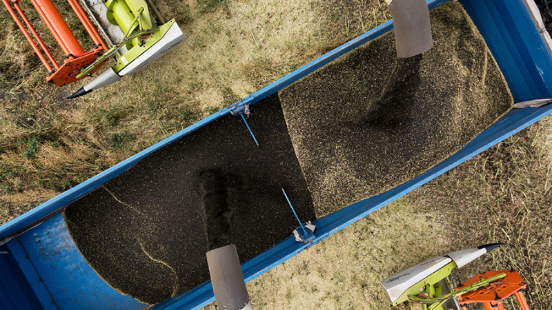 Экспорт масличных культур из России вырос на 40%