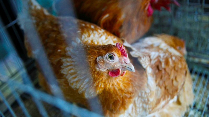 ФАС направила запросы трем производителям мяса курицы