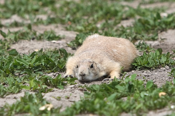 Пассажир «Победы» спрятал крысу в трусы