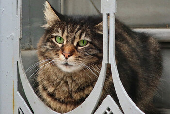 В Германии лесной кот заблокировал туристов в башне