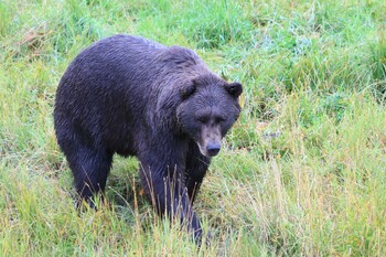 В Канаде Гризли загрыз двоих туристов