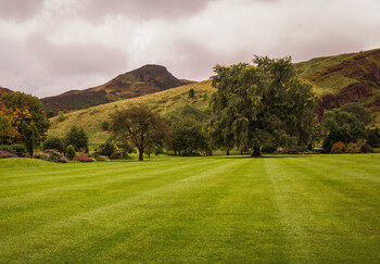 В Великобритании злоумышленник спилил знаменитое «Дерево Робин Гуда»