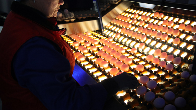 ФАС проводит антикартельные проверки 12 производителей куриных яиц и мяса кур