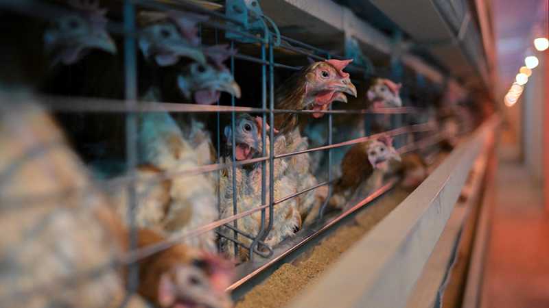 Минсельхоз расширит льготное кредитование для производителей мяса кур в РФ