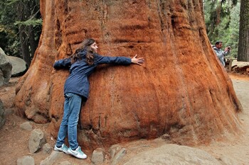 Туристам в Испании запретили обнимать секвойи 