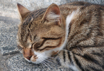 «Аэрофлот» разрешил пассажирам перевозить животных в соседнем кресле