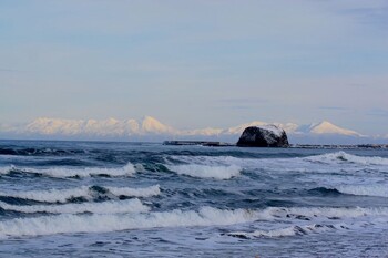 Тонны живой рыбы выбросило на побережье Японии 