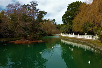 Буйное цветение растений началось в Сочи 