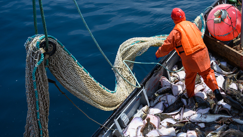 Экономист оценил последствия возможного лишения Британии права рыбачить в водах РФ