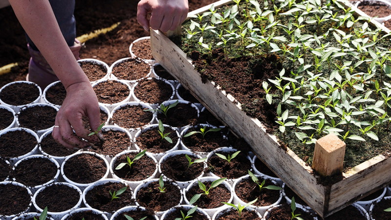 Минсельхоз заявил о запасах семян овощей у аграриев на уровне 2023 года