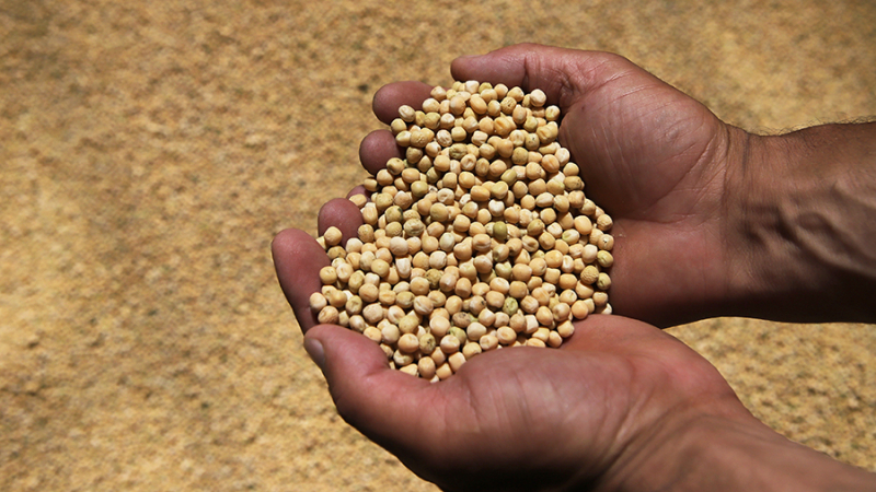 Россия в 2023 году экспортировала рекордные 2,9 млн т гороха