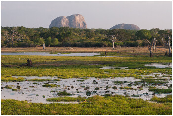 Шри-Ланка выдаст туристам временные водительские права прямо в аэропорту