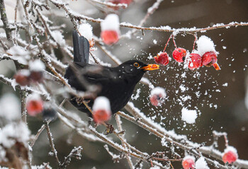 В Москву и Петербург пришли аномальные холода 
