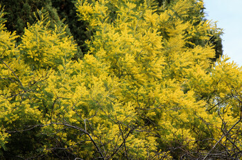 В Сочи раньше срока зацвела мимоза