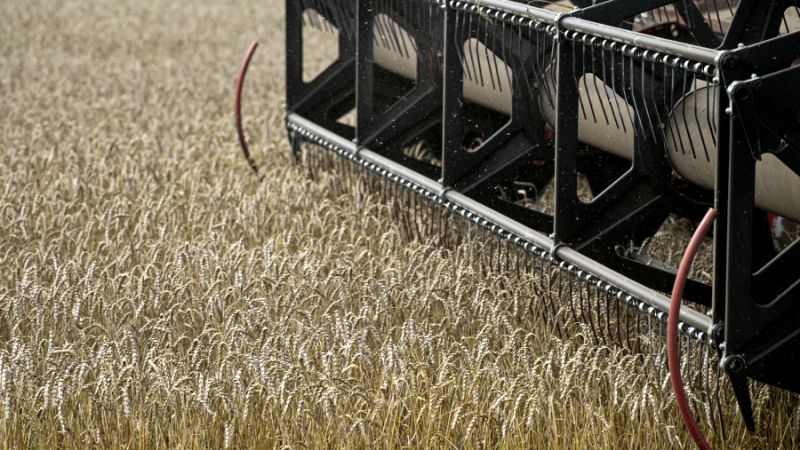 Во Франции предрекли РФ контроль над 30% мирового экспорта пшеницы