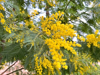 Туристам в Сочи, Крыму и Калининграде пообещали настоящую весну в ближайшие дни 