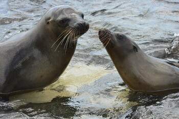 Туристический сбор за въезд на Галапагосы повышен в два раза
