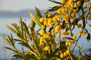 В Черногории пройдёт традиционный Фестиваль мимозы 