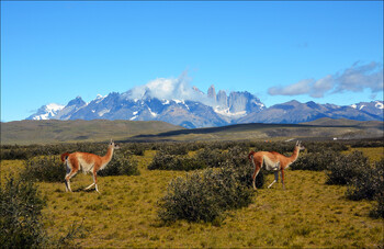 В Чили произошло сильное землетрясение