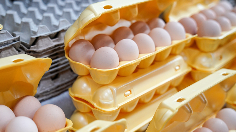 В Госдуме объяснили, почему импортные яйца не попали в торговые сети России