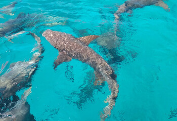 В мире отмечается рост числа смертей от нападений акул