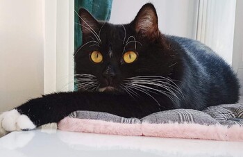 В РЖД персонифицируют животных, перевозимых в поездах