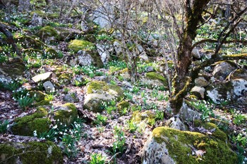 В Сочи началось цветение растений-первоцветов 