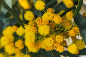 В Сочи предупредили о штрафах за незаконный сбор мимозы