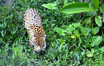 Ягуар напал на туристов в джунглях и ранил гида