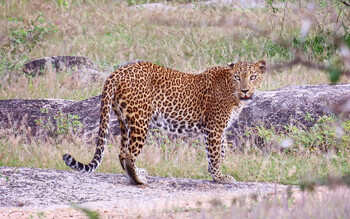 Женщины в леопардовой одежде 8 Марта смогут бесплатно посетить Московский зоопарк