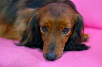 «Аэрофлот» разрешил перевозку животных на соседнем кресле в салоне самолётов