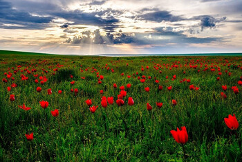 В Калмыкии стартовал Фестиваль диких тюльпанов