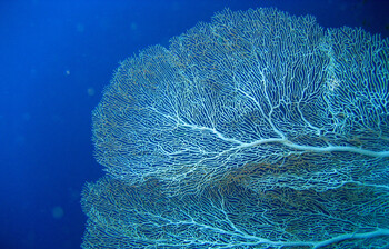 В Новосибирске у туриста, прибывшего из Таиланда, изъяли кораллы 