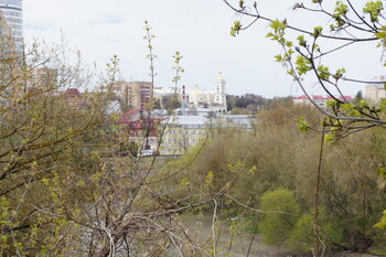 В Подмосковье сильный ветер повалил 165 деревьев