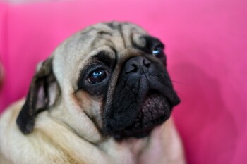 В США создали первую в мире авиакомпанию для собак