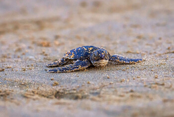 Туристам в Турции напомнили о штрафах за ночные купания